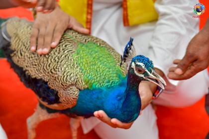 Pfau Krishnas Geburtstag.jpg